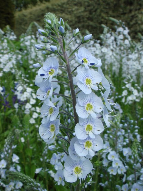 Veronica gentianoides fleur